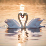 Two swans forming a heart shape with their necks on a calm lake, glowing in the golden evening light, capturing a moment of serene romance.