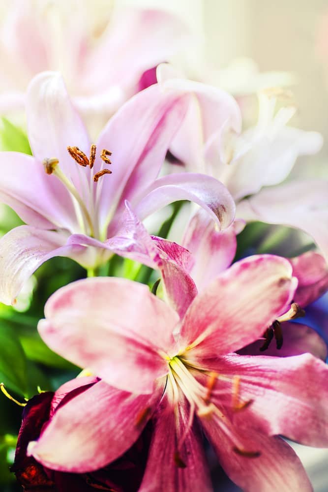 Lilien, Sonnenschein - Malen nach Zahlen