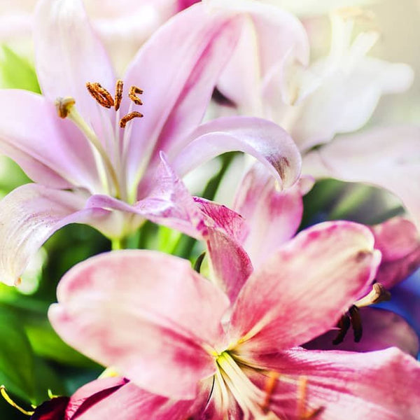 Lilien, Sonnenschein - Malen nach Zahlen