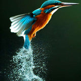 Eisvogel taucht aus dem Wasser auf, Malen nach Zahlen Motiv, entspannende Kunst, lebendige Farben, Naturbild, Malset für Erwachsene