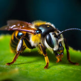 Close-up of a bee on a green leaf, featured in the Diamond Painting Biene Frontal kit.