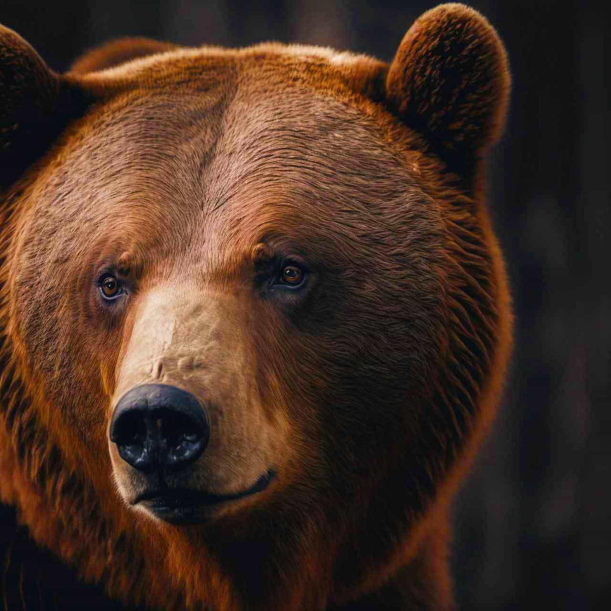 Braunbär-Portrait, Nahaufnahme des Bärenkopfes vor dunklem Hintergrund, Malen nach Zahlen Kunstwerk