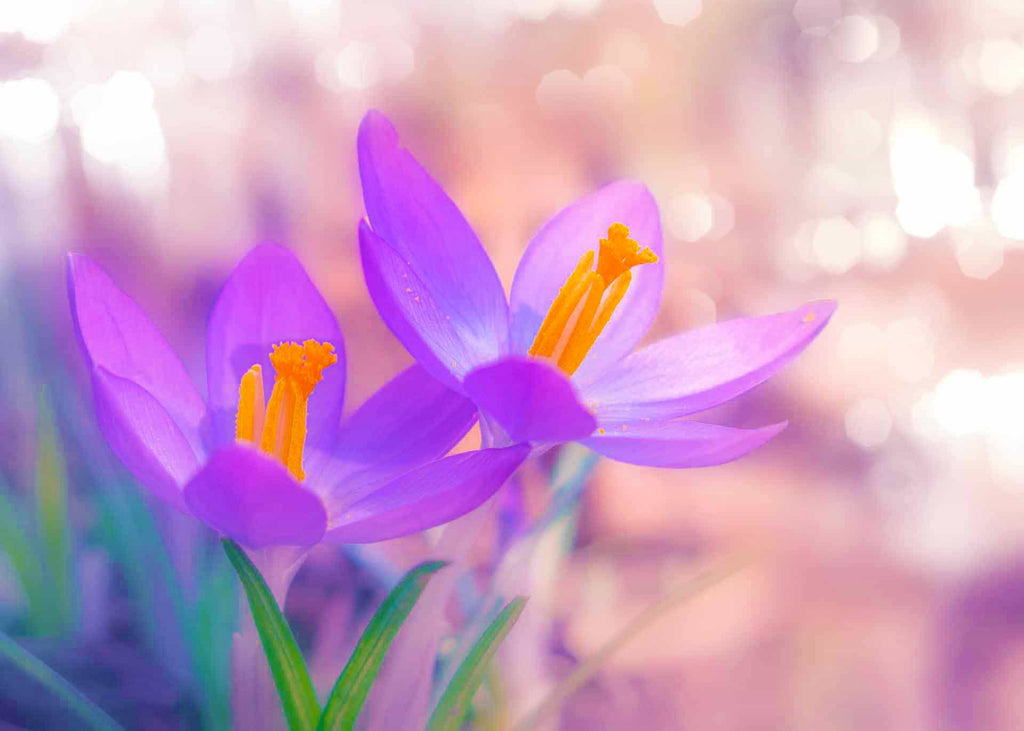 Malen nach Zahlen - Violetter Krokus - hochwertige Leinwand - Blumen, Horizontal, Krokus