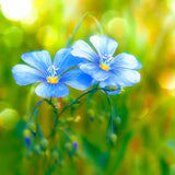Blue flowers in a meadow, vibrant green background, Malen nach Zahlen painting kit.
