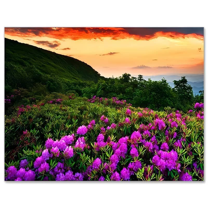 Malen nach Zahlen - Lila Blumen im Sonnenuntergang - hochwertige Leinwand - blumen, landschaft, neue_bilder