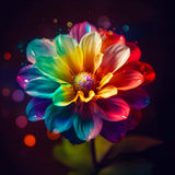 Malen nach Zahlen Regenbogen Blume - Entspannendes DIY Kunstprojekt mit bunter Blume auf dunklem Hintergrund.