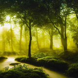 Malen nach Zahlen - Fluss im Grünen Wald, entspannende Landschaft mit Bäumen und Sonnenstrahlen im Hintergrund