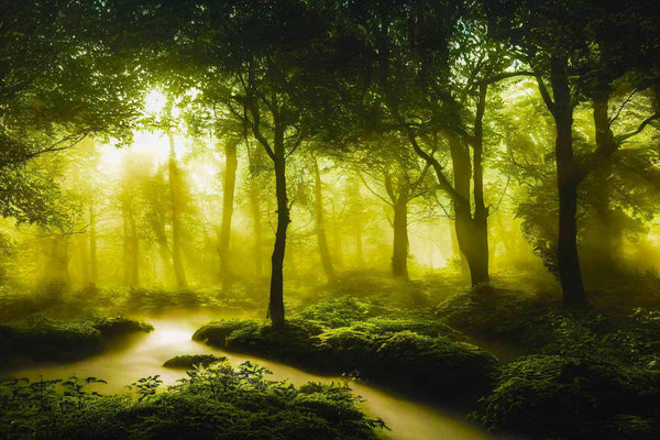 Malen nach Zahlen - Fluss im Grünen Wald, entspannende Landschaft mit Bäumen und Sonnenstrahlen im Hintergrund